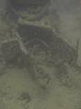 Thistlegorm (20)